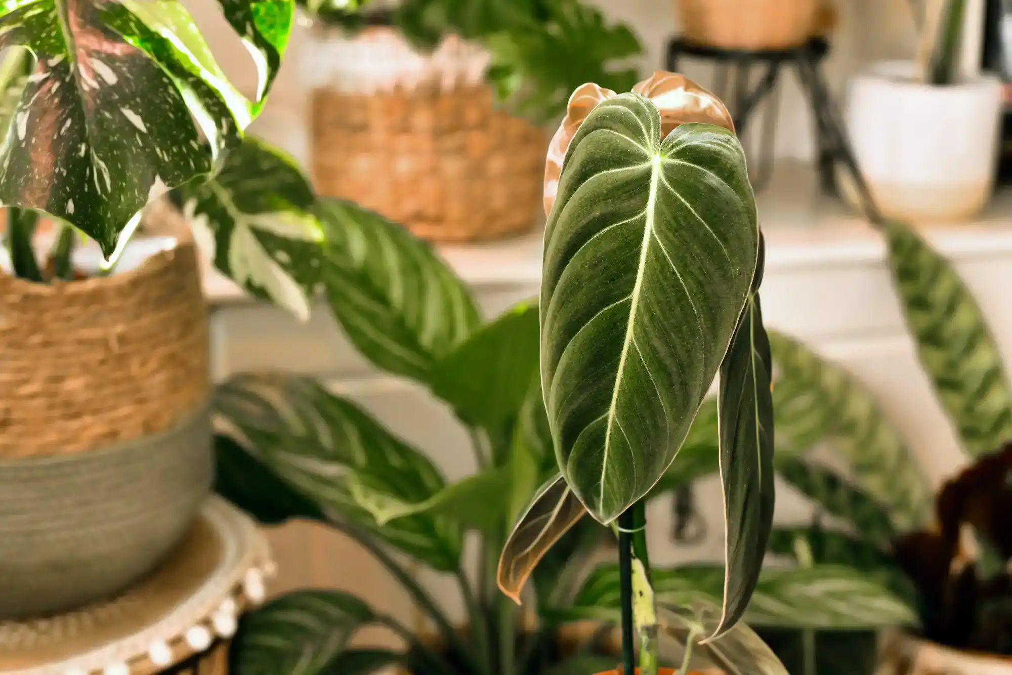 Skymor Panola indoor plants